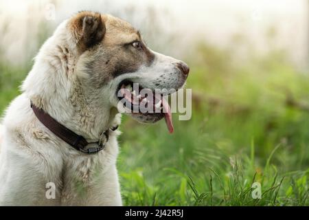 Friendly  Central Asian Shepherd dog profile portrait in the light green shining grass background Stock Photo