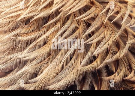 Very nice golden feathers, Rooster feathers background texture. Textured Effect Stock Photo