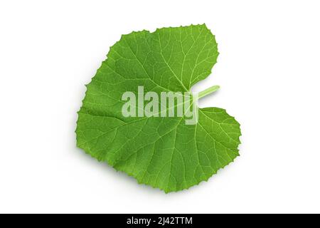 Melon leaf isolated on white background with clipping path and full depth of field. Top view. Flat lay. Stock Photo