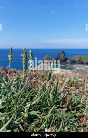 Sea plantain (Plantago maritima) flowering on clifftop grassland, Kynance Cove, The Lizard, Cornwall, UK, June. Stock Photo