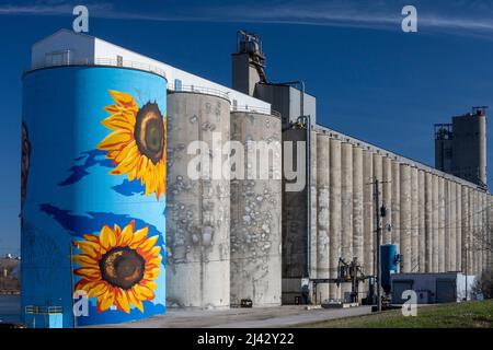 Toledo, Ohio - The Glass City River Wall, a sunflower mural by Gabe Gault, painted on the ADM grain silos on the Maumee River. Stock Photo