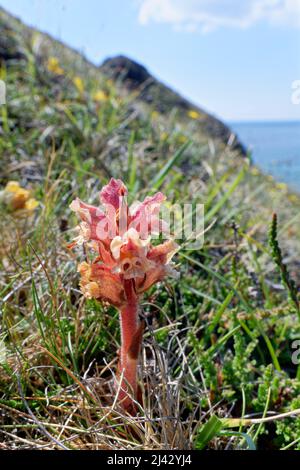 Thyme broomrape / Red broomrape (Orobanche alba), flowering on clifftop grassland, Kynance Cove, The Lizard, Cornwall, UK, June. Stock Photo