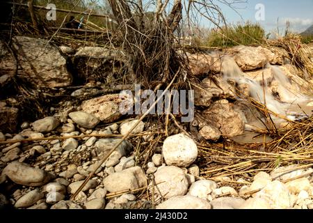 Environmental landscape of invasive reeds (Phragmites australis) tossed around by the flooding Algar river near Altea, Costa Dorada, Spain Stock Photo