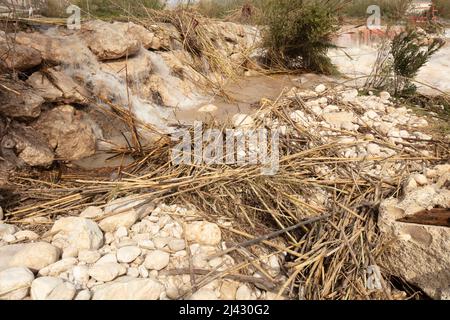 Environmental landscape of invasive reeds (Phragmites australis) tossed around by the flooding Algar river near Altea, Costa Dorada, Spain Stock Photo