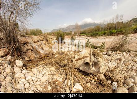 Environmental landscape of invasive reeds (Phragmites australis) tossed around by the flooding Algar river near Altea, Costa Dorada, Spain Stock Photo