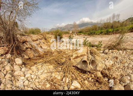 Environmental landscape of invasive reeds (Phragmites australis) tossed around by the flooding Algar river near Altea, Costa Dorada, Spain Stock Photo