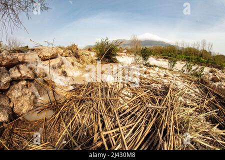 Environmental landscape of invasive reeds (Phragmites australis) tossed around by the flooding Algar river near Altea, Costa Dorada, Spain Stock Photo