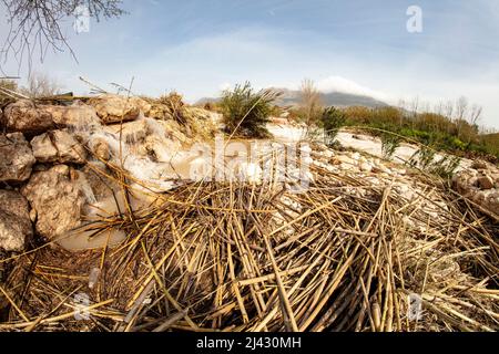 Environmental landscape of invasive reeds (Phragmites australis) tossed around by the flooding Algar river near Altea, Costa Dorada, Spain Stock Photo