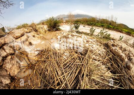 Environmental landscape of invasive reeds (Phragmites australis) tossed around by the flooding Algar river near Altea, Costa Dorada, Spain Stock Photo