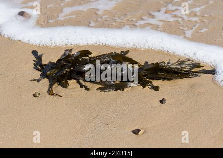 Seaweed on the seashore closeup. Stock Photo