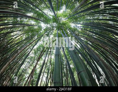dense asian forest with tall bamboo canes seen from below in perspective Stock Photo