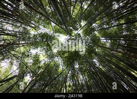dense thicket of bamboo plant with tall trunk seen from below Stock Photo
