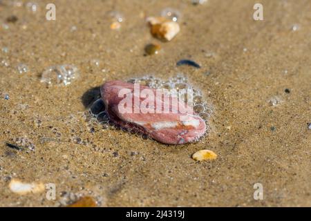 Beach stone on the sand closeup. Stock Photo