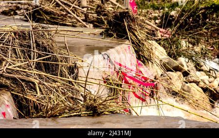 Environmental landscape of invasive reeds (Phragmites australis) tossed around by the flooding Algar river near Altea, Costa Dorada, Spain Stock Photo