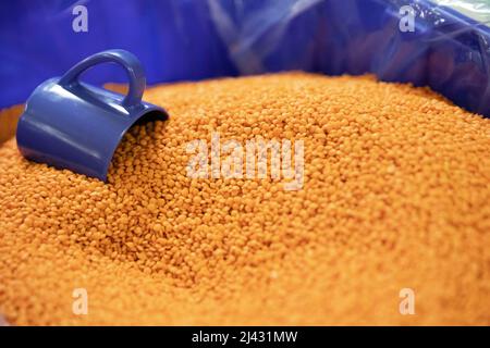 Close up of orange lentils in bin with blue cup Stock Photo