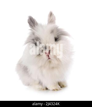 angora Mini Lop in front of white background Stock Photo