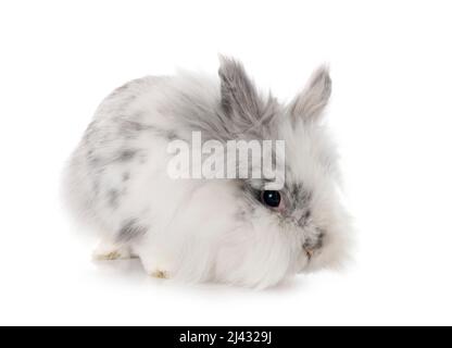 angora Mini Lop in front of white background Stock Photo