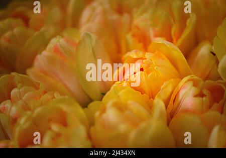 Lots of blooming tulips. Flowers background. Stock Photo