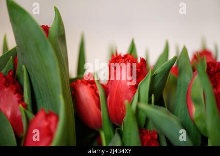 Lots of blooming tulips. Flowers background. Stock Photo