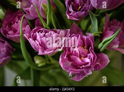 Lots of blooming tulips. Flowers background. Stock Photo