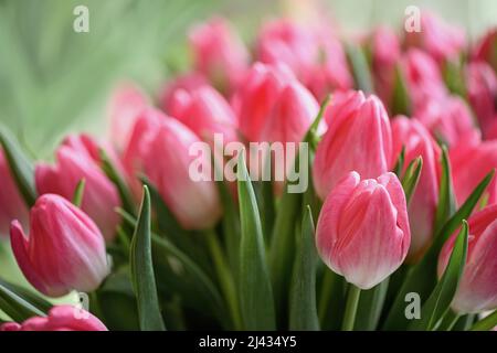 Lots of blooming tulips. Flowers background. Stock Photo