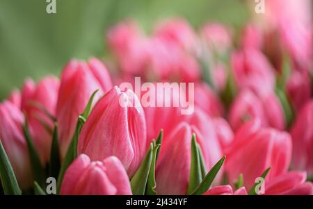 Lots of blooming tulips. Flowers background. Stock Photo