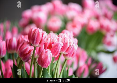 Lots of blooming tulips. Flowers background. Stock Photo