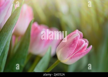 Lots of blooming tulips. Flowers background. Stock Photo