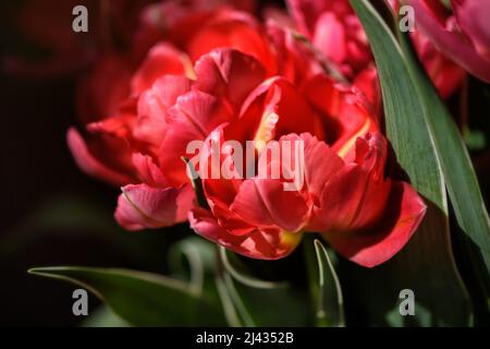 Lots of blooming tulips. Flowers background. Stock Photo