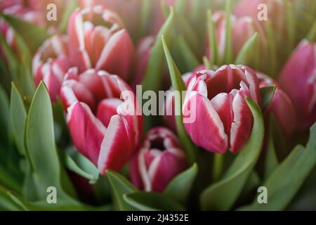 Lots of two-tone blooming tulips. Flowers background. Stock Photo