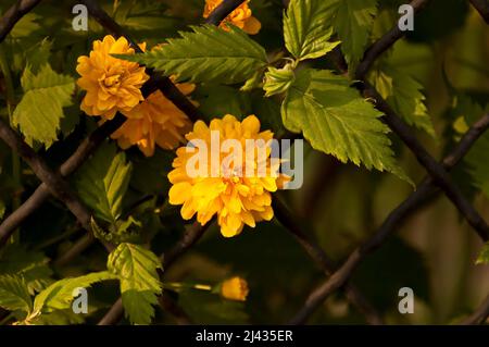 Flowering of a dwarf sunflower plant in a garden, Sofia, Bulgaria Stock Photo