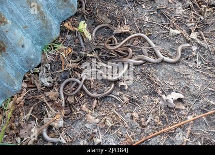 Lots of slow worms (Anguis fragilis) under a corrugated metal refugia used to survey reptiles, UK Stock Photo