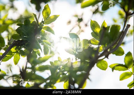 Everything is waking up and spring is starting. Beautiful spring nature ...