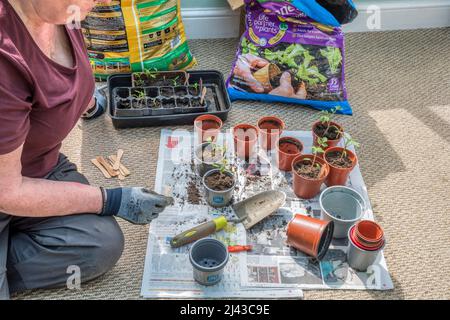 Woman planting out chillis and San Marzano tomato plants from seed trays into pots. Stock Photo
