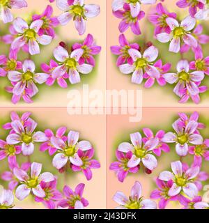 Seamless delicate tile pattern with pink saxifrage flowers, square framing. The concept of textiles or tiles for home decoration Stock Photo