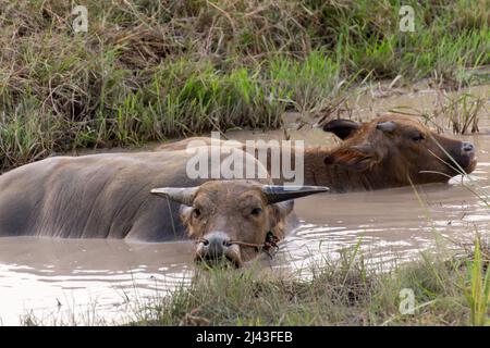 Buffalo enjoy and relaxes in a mud swamp. Stock Photo