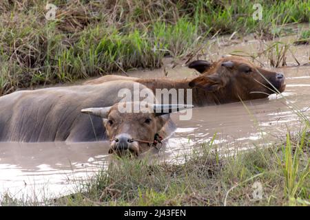 Buffalo enjoy and relaxes in a mud swamp. Stock Photo