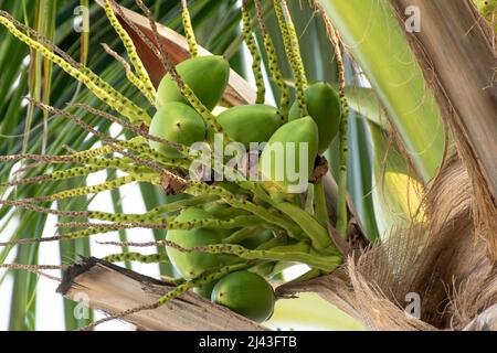 Bunch of young coconuts growing on palm tree Stock Photo
