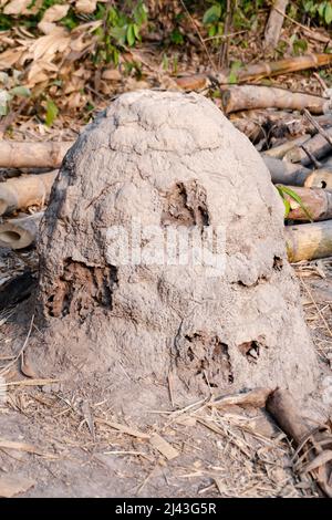 Termite nest mound, Giant termites Stock Photo