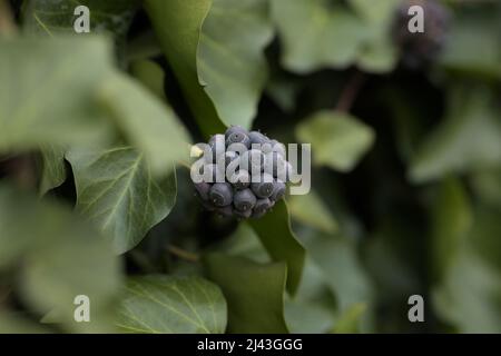 Ivy (Hedera helix) fruits and leaves in a park Stock Photo