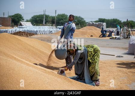 Mathura, India. 09th Apr, 2022. Daily wage labourers work Kosi Kalan grain market. A government wheat purchase center in Mathura Uttar Pradesh, procurement agencies purchasing wheat, Daily wage labor work at grain market. Credit: SOPA Images Limited/Alamy Live News Stock Photo