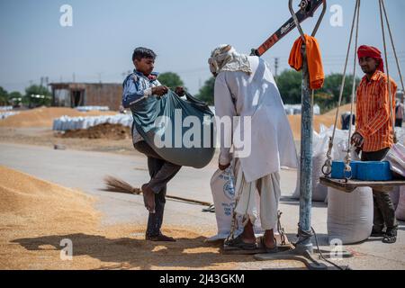 Mathura, India. 09th Apr, 2022. Daily wage labourers fill sacks with wheat grain at Kosi Kalan grain market. A government wheat purchase center in Mathura Uttar Pradesh, procurement agencies purchasing wheat, Daily wage labor work at grain market. Credit: SOPA Images Limited/Alamy Live News Stock Photo