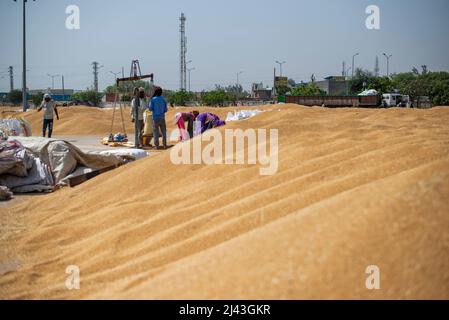 Mathura, India. 09th Apr, 2022. Daily wage labourers work Kosi Kalan grain market. A government wheat purchase center in Mathura Uttar Pradesh, procurement agencies purchasing wheat, Daily wage labor work at grain market. Credit: SOPA Images Limited/Alamy Live News Stock Photo