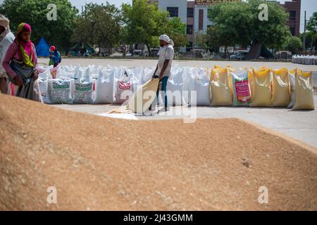 Mathura, India. 09th Apr, 2022. Daily wage labourers arrange sacks of wheat grain at Kosi Kalan grain market. A government wheat purchase center in Mathura Uttar Pradesh, procurement agencies purchasing wheat, Daily wage labor work at grain market. Credit: SOPA Images Limited/Alamy Live News Stock Photo