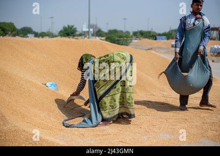 Mathura, India. 09th Apr, 2022. Daily wage labourers work Kosi Kalan grain market. A government wheat purchase center in Mathura Uttar Pradesh, procurement agencies purchasing wheat, Daily wage labor work at grain market. Credit: SOPA Images Limited/Alamy Live News Stock Photo