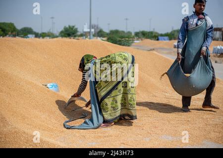 Mathura, India. 09th Apr, 2022. Daily wage labourers work Kosi Kalan grain market. A government wheat purchase center in Mathura Uttar Pradesh, procurement agencies purchasing wheat, Daily wage labor work at grain market. (Photo by Pradeep Gaur/SOPA Images/Sipa USA) Credit: Sipa USA/Alamy Live News Stock Photo