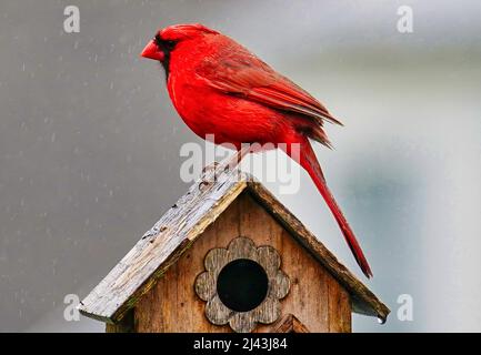 Bright red Northern Cardinal perches on the roof of a bird house Stock Photo