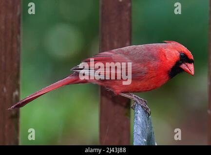 Bright red Northern Cardinal perches on the deck Stock Photo