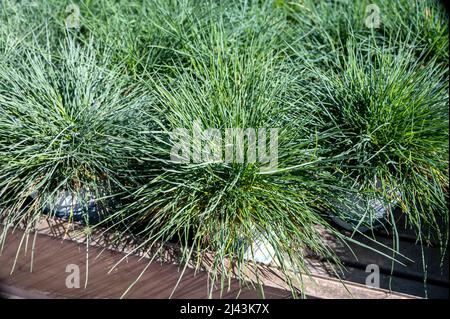 Round garden grass plant festuca gautieri for sale in garden shop Stock Photo