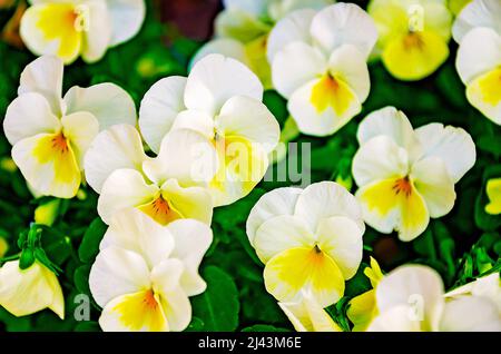 Penny Primrose Violas (Viola cornuta) are pictured, March 26, 2022, in Mobile, Alabama. Stock Photo